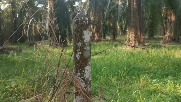 Old Rusty Wasting Barb Wired Concrete Pole — Video Stock
