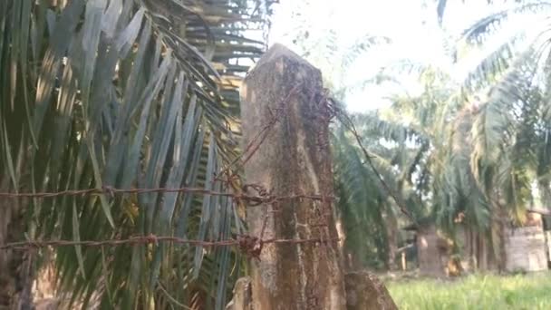 Old Rusty Wasting Barb Wired Concrete Pole — Stock Video