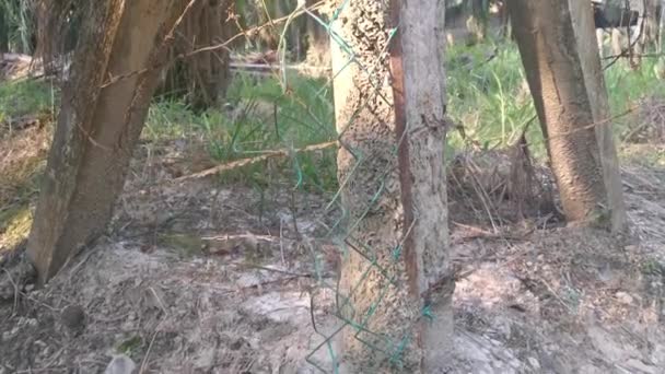 Old Rusty Wasting Barb Wired Concrete Pole — Video Stock