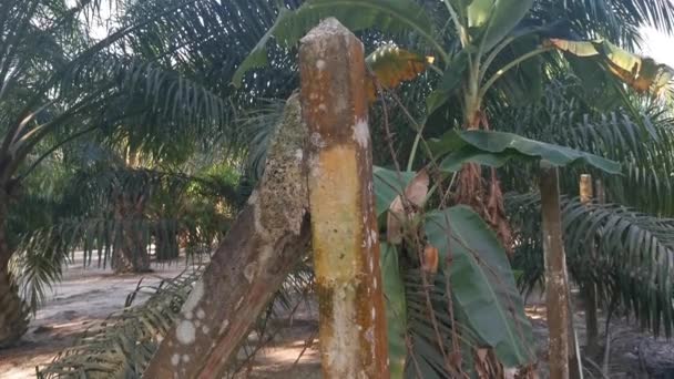 Old Rusty Wasting Barb Wired Concrete Pole — Αρχείο Βίντεο