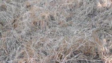 Ölü ve kurumuş çimen tarlası ya böcek ilacı ya da kuraklık yüzünden..