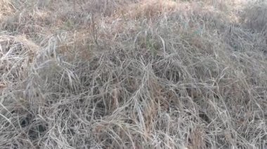 Ölü ve kurumuş çimen tarlası ya böcek ilacı ya da kuraklık yüzünden..