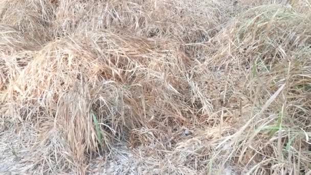 Campo Muerto Seco Hierba Sea Debido Pesticidas Sequía — Vídeo de stock