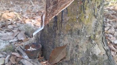 Beyaz lateks bardağa damlıyor..