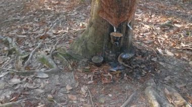 Beyaz lateks bardağa damlıyor..