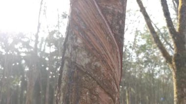 Beyaz lateks bardağa damlıyor..