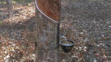 Beyaz lateks bardağa damlıyor..