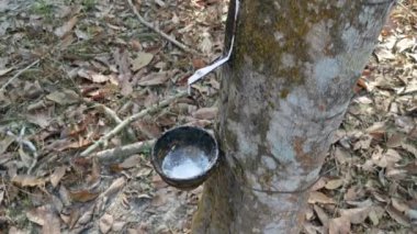 Beyaz lateks bardağa damlıyor..