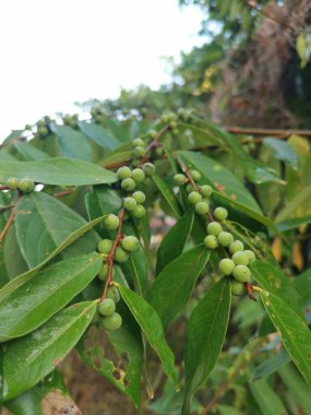 Bir çeşit fihus bridelia yaban bitkisi.
