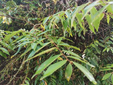 Bir çeşit fihus bridelia yaban bitkisi.