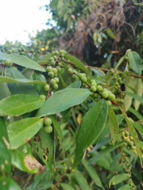 Bir çeşit fihus bridelia yaban bitkisi.