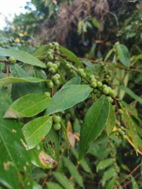 Bir çeşit fihus bridelia yaban bitkisi.