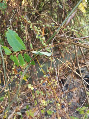 Bir çeşit fihus bridelia yaban bitkisi.