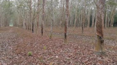 Lastik ağaç çiftliğinde gündüz çevre görüntüleri