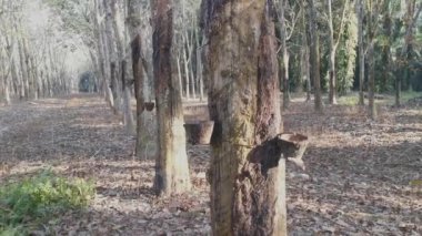 Lastik ağaç çiftliğinde gündüz çevre görüntüleri