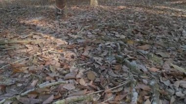 Lastik ağaç çiftliğinde gündüz çevre görüntüleri