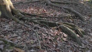Lastik ağaç çiftliğinde gündüz çevre görüntüleri
