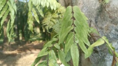 Palmiye gövdesinden yeşil yapraklı dev kılıç eğreltiotu filizleniyor.