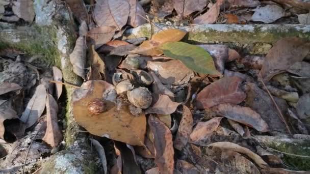 Scènes Environnement Diurne Ferme Caoutchouc — Video