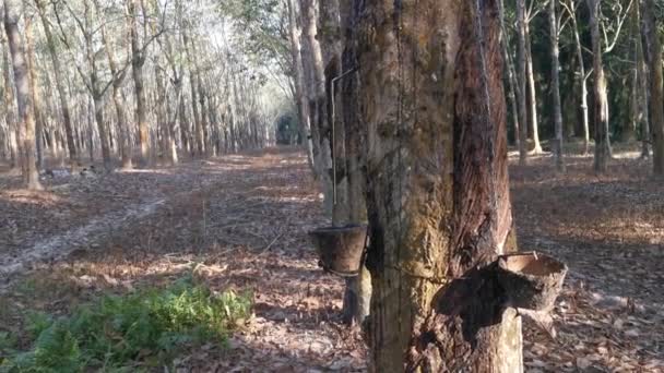 Dzienne Sceny Środowiskowe Farmie Gumowych Drzew — Wideo stockowe