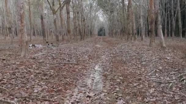 Cenas Ambiente Diurno Fazenda Árvores Borracha — Vídeo de Stock