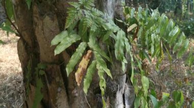 Palmiye gövdesinden yeşil yapraklı dev kılıç eğreltiotu filizleniyor.