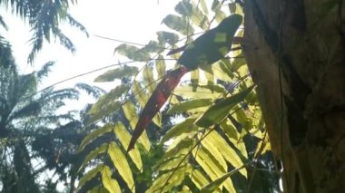 Palmiye gövdesinden yeşil yapraklı dev kılıç eğreltiotu filizleniyor.