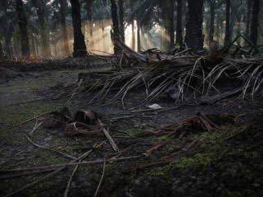 Güneş, karanlık palmiye fidanlığına ışıldıyor.