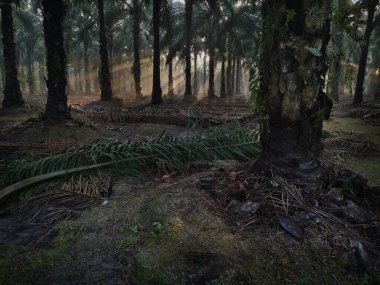 Güneş, karanlık palmiye fidanlığına ışıldıyor.