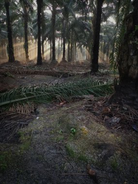 Güneş, karanlık palmiye fidanlığına ışıldıyor.