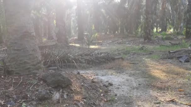 阳光穿过棕榈叶射向种植园 — 图库视频影像