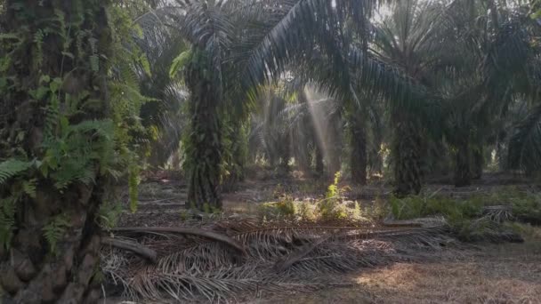 Sol Radiante Través Hoja Palma Plantación — Vídeos de Stock