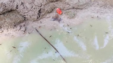 Sütlü su birikintisinin yüzeyinde yürüyen bir su yürüyücüsü..