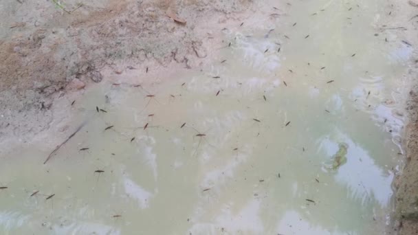 Waterstrider Caminando Superficie Del Agua Del Charco Lechoso — Vídeos de Stock