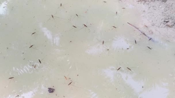 Waterstrider Walking Surface Milky Puddle Water — Stock Video