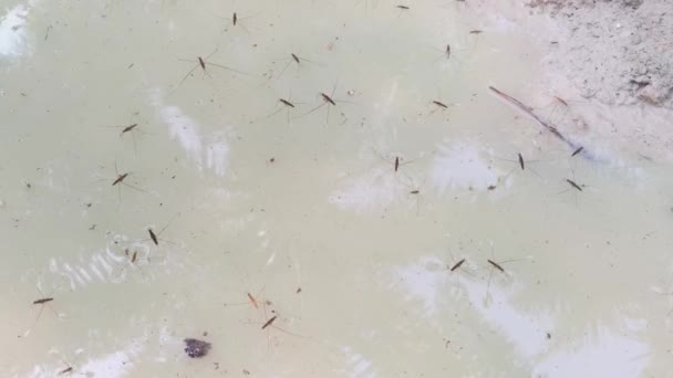 Waterstrider Kráčí Hladině Mléčné Kaluži Vody — Stock video