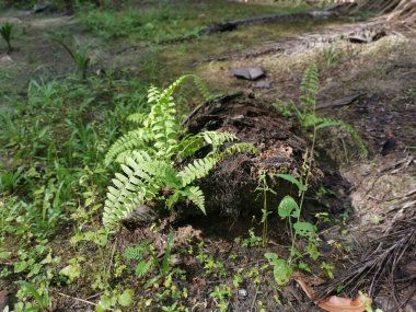 yeşil yapraklı kırılgan idrar torbası eğreltiotu