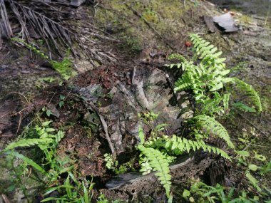 yeşil yapraklı kırılgan idrar torbası eğreltiotu