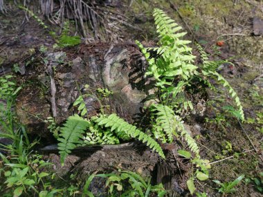 yeşil yapraklı kırılgan idrar torbası eğreltiotu