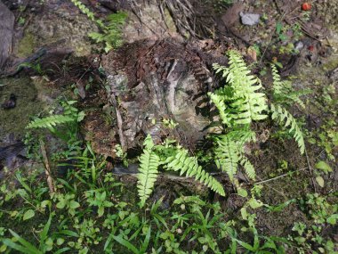 yeşil yapraklı kırılgan idrar torbası eğreltiotu