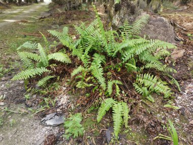 yeşil yapraklı kırılgan idrar torbası eğreltiotu