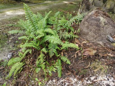 yeşil yapraklı kırılgan idrar torbası eğreltiotu