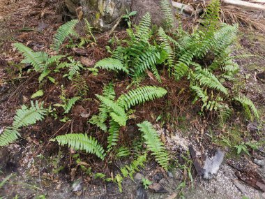 yeşil yapraklı kırılgan idrar torbası eğreltiotu