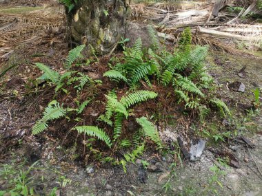 yeşil yapraklı kırılgan idrar torbası eğreltiotu