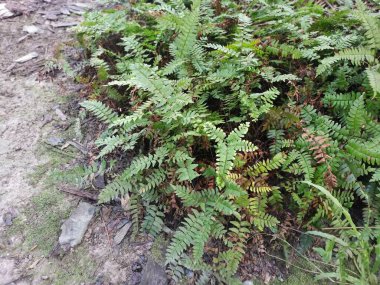yeşil yapraklı kırılgan idrar torbası eğreltiotu