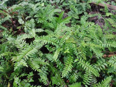 yeşil yapraklı kırılgan idrar torbası eğreltiotu