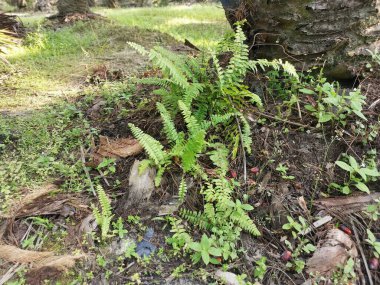 yeşil yapraklı kırılgan idrar torbası eğreltiotu