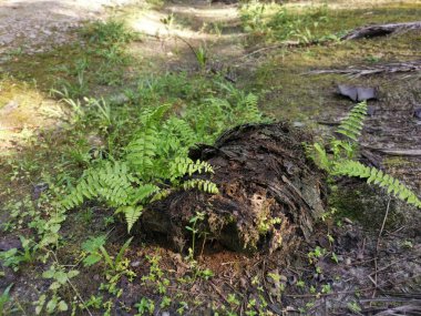 yeşil yapraklı kırılgan idrar torbası eğreltiotu