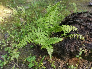 yeşil yapraklı kırılgan idrar torbası eğreltiotu