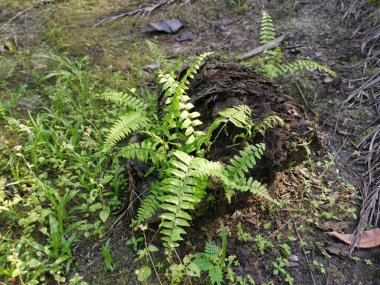 yeşil yapraklı kırılgan idrar torbası eğreltiotu